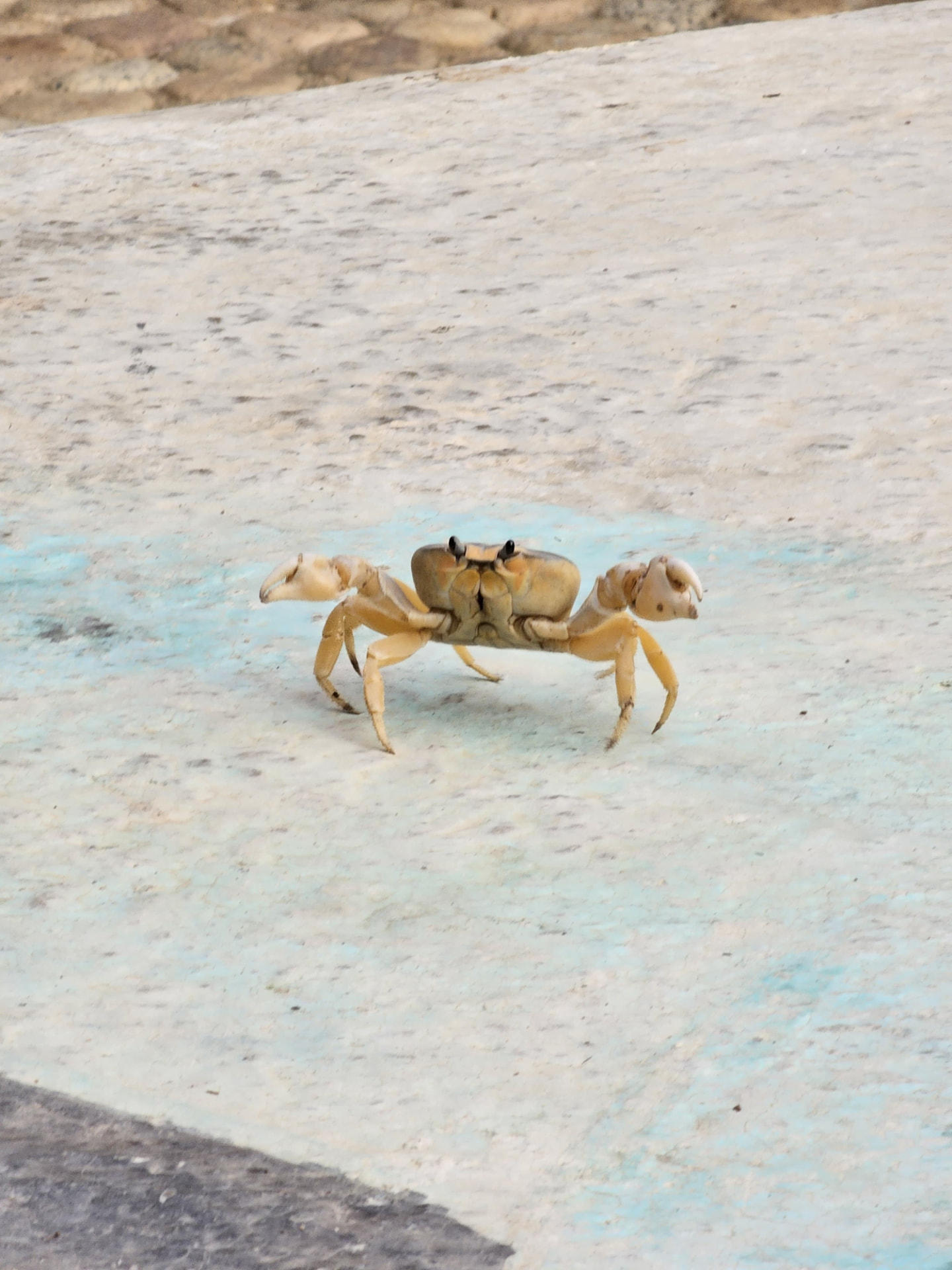 Sand crab walking across the beach at Quimixto