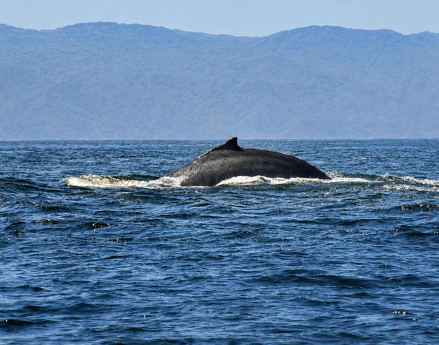 Ballena jorobada emergiendo en la bahía de Banderas, cerca de Quimixto y Amaca Beach Retreat