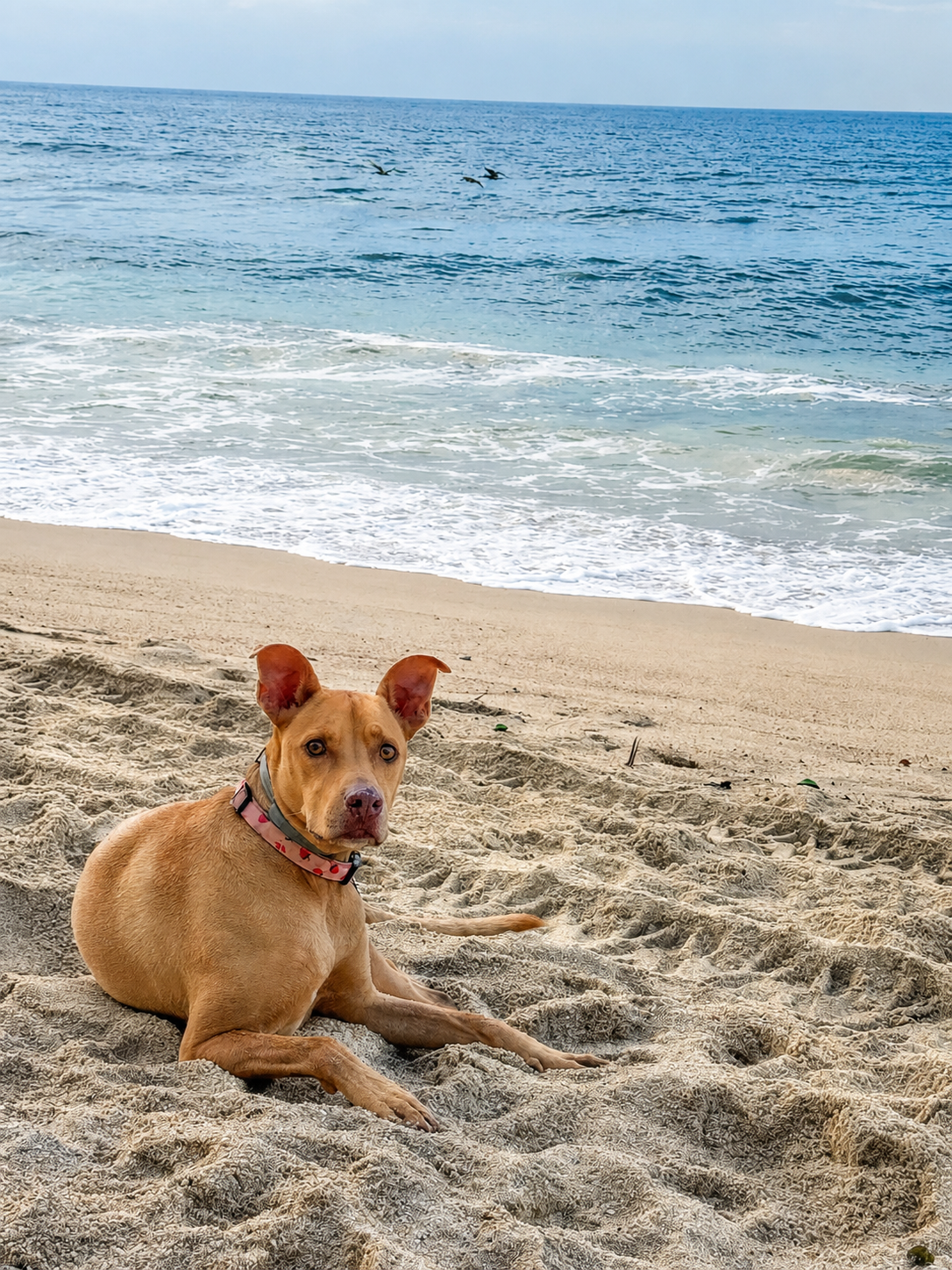 Dog resting on the sand at Quimixto beach, Puerto Vallarta