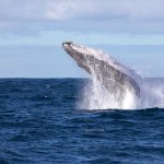 blog-5experiencias (5)